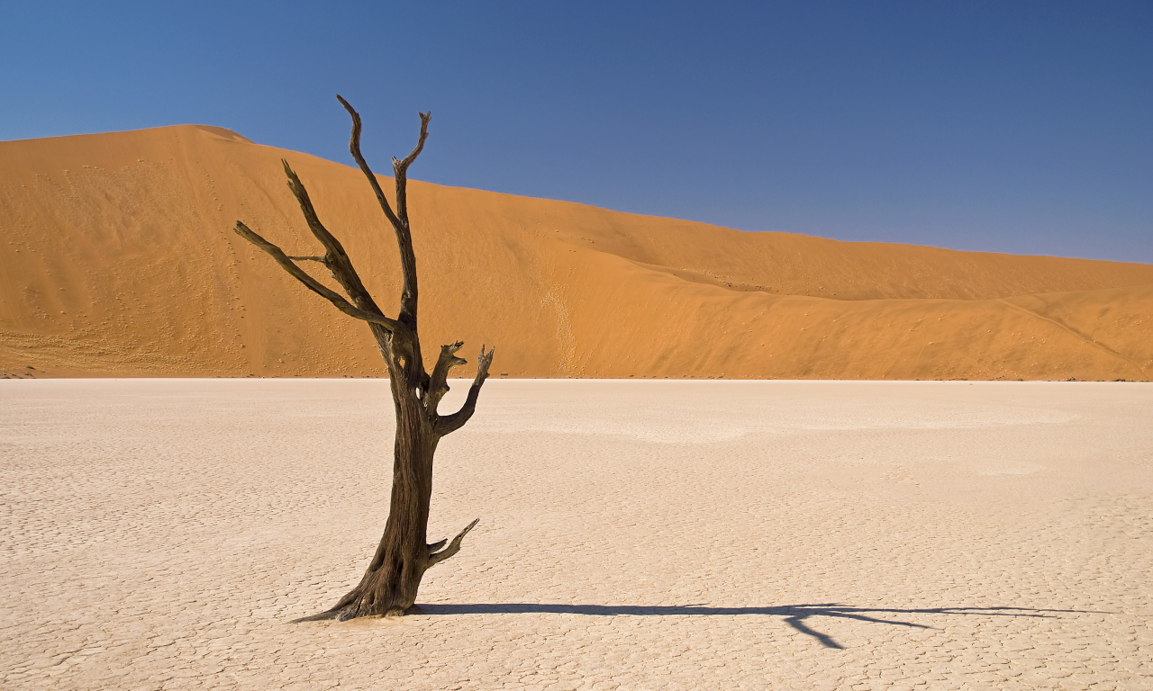 дерево, пустыня, песок