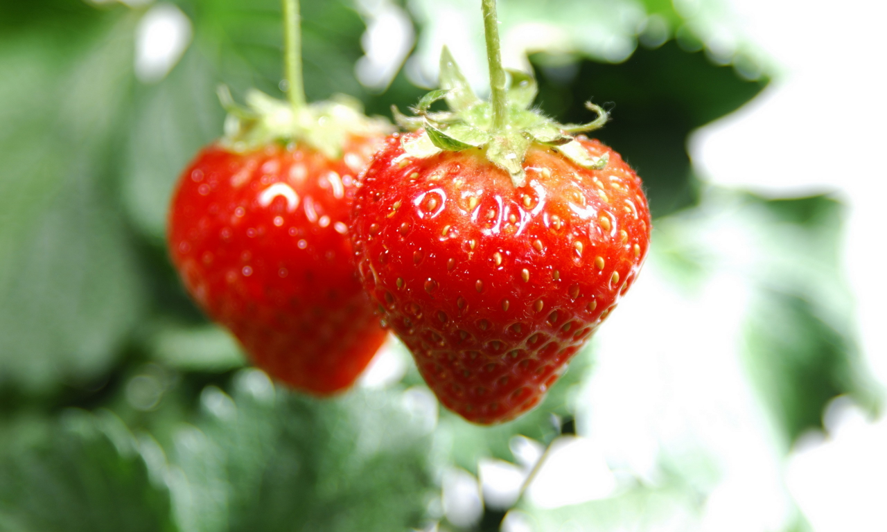 ягоды, 2560x1600, клубника, macro, vitamines, макро, фрукты, fruits, strawberry, витамины, berries