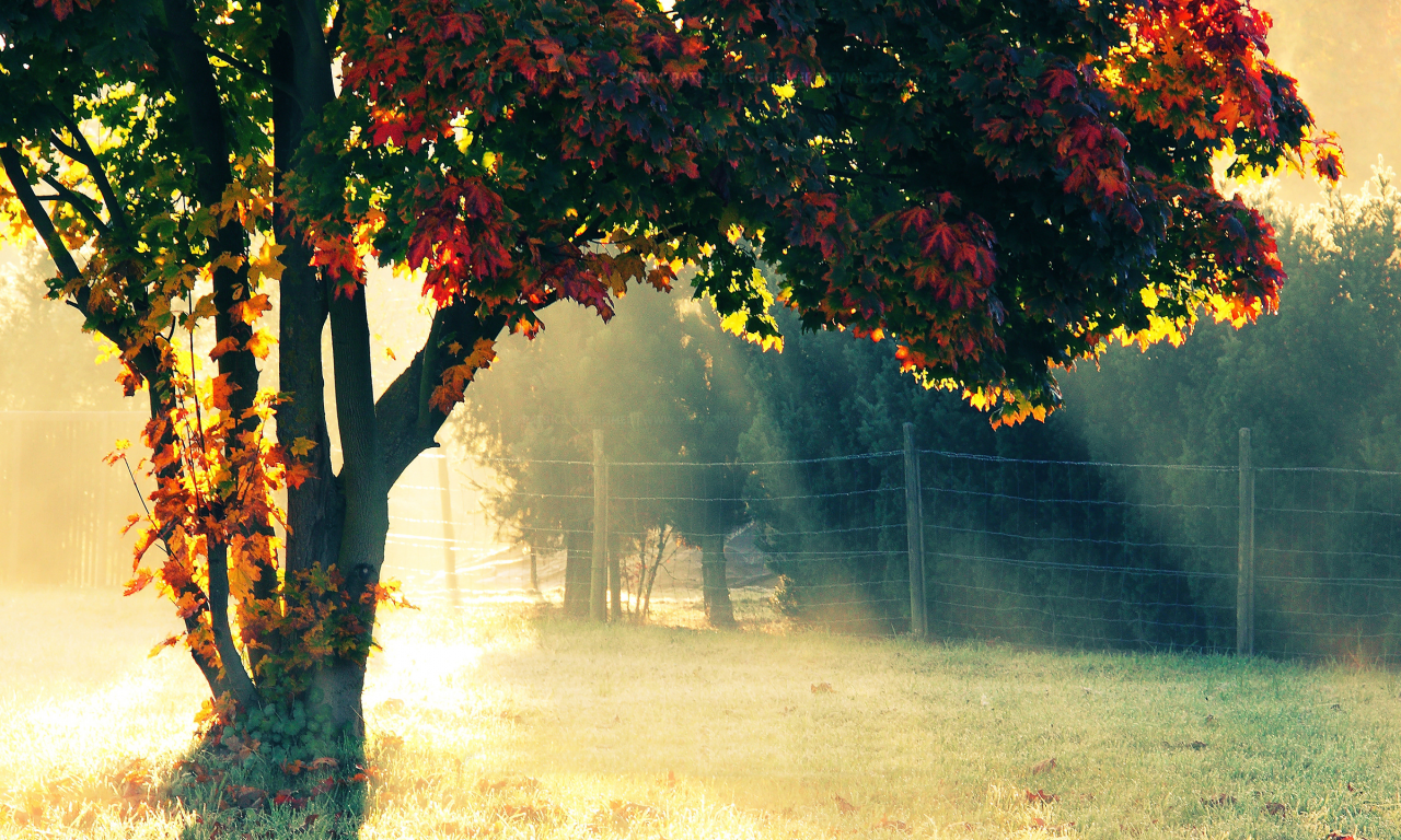 изгородь, природа, солнечный свет, осень, дерево