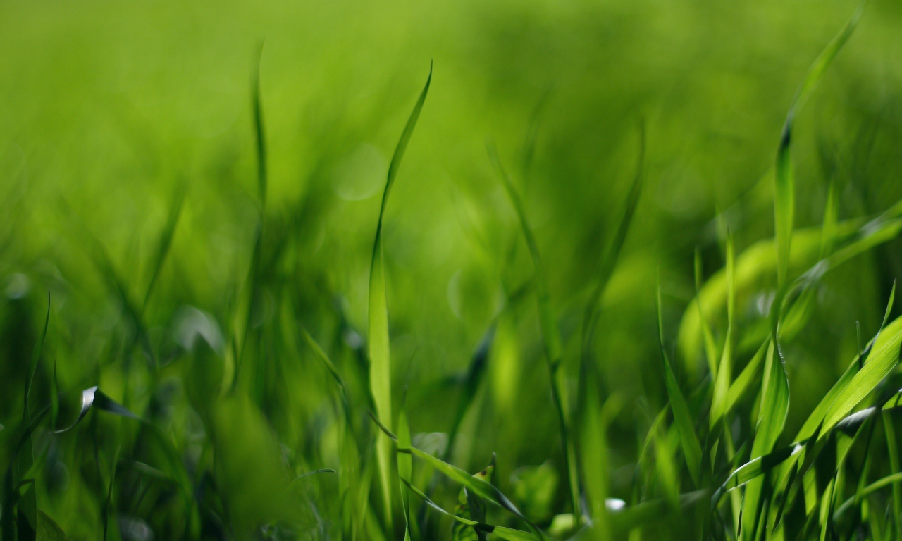 зелёный, макро обои, стебельки, поле, трава, фото