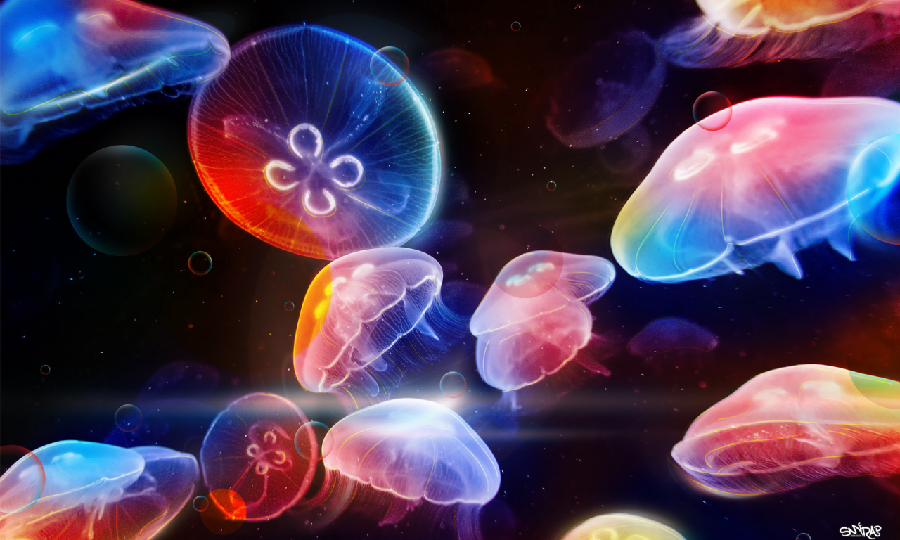медузы, dancing underwater, разноцветные