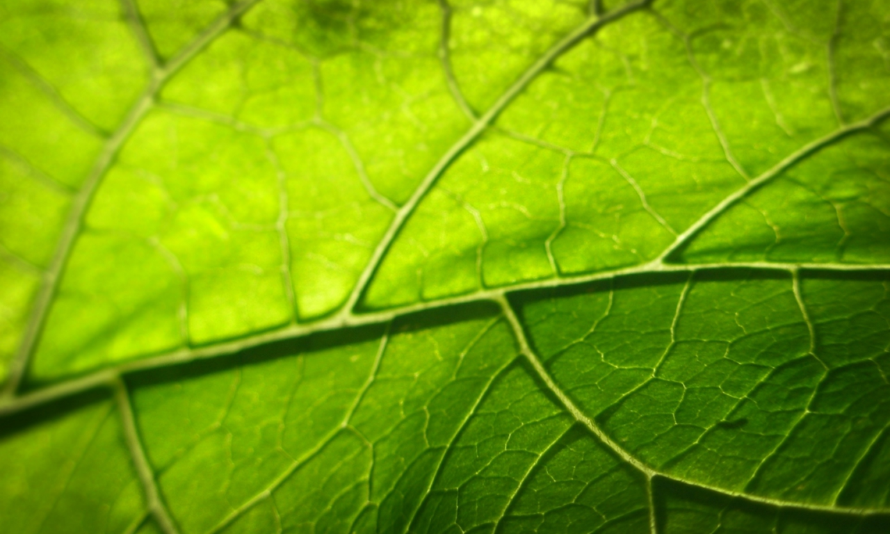 листок, листья, зелёное макро, leaf, листки, листики, листочки, leaves, фото лист, листва, зелень