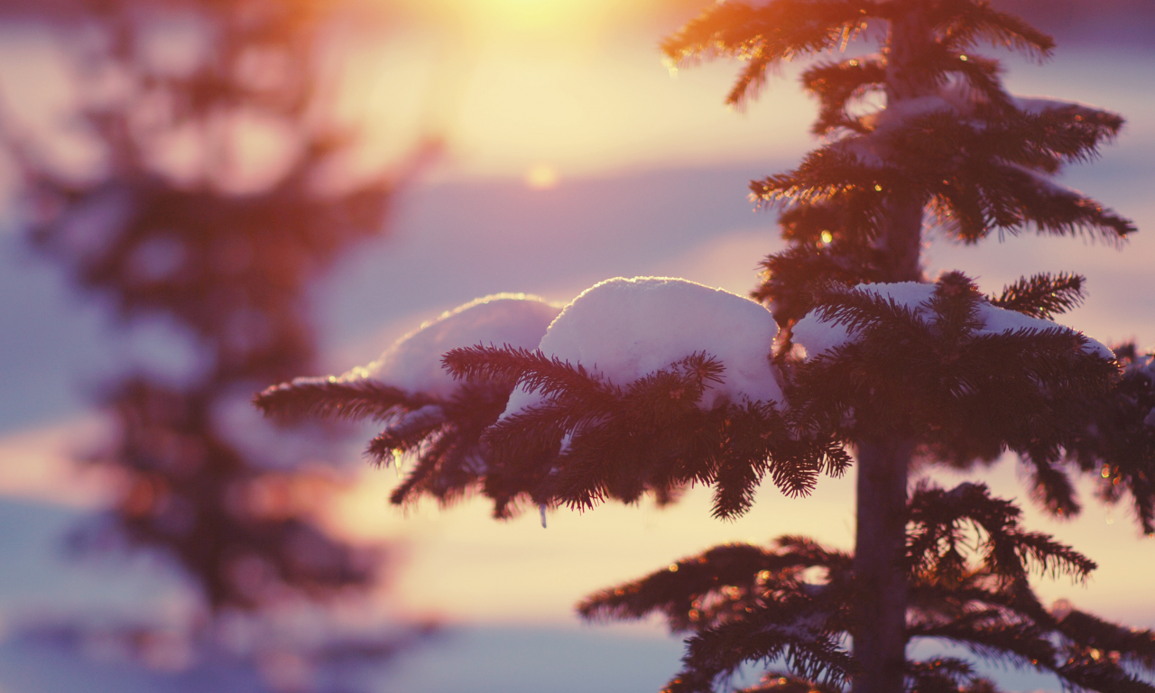 елки, зима, снег, природа, свет