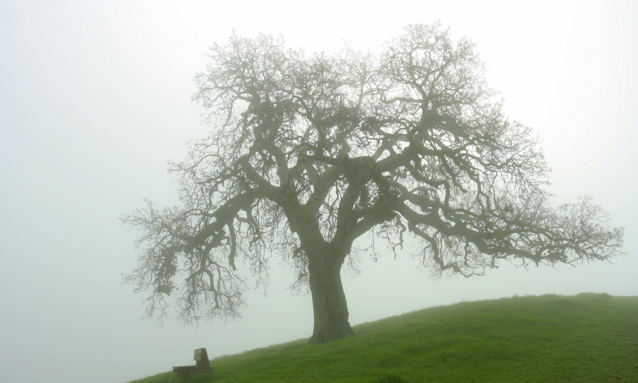 туман, природа, дерево, трава, утро, лавка