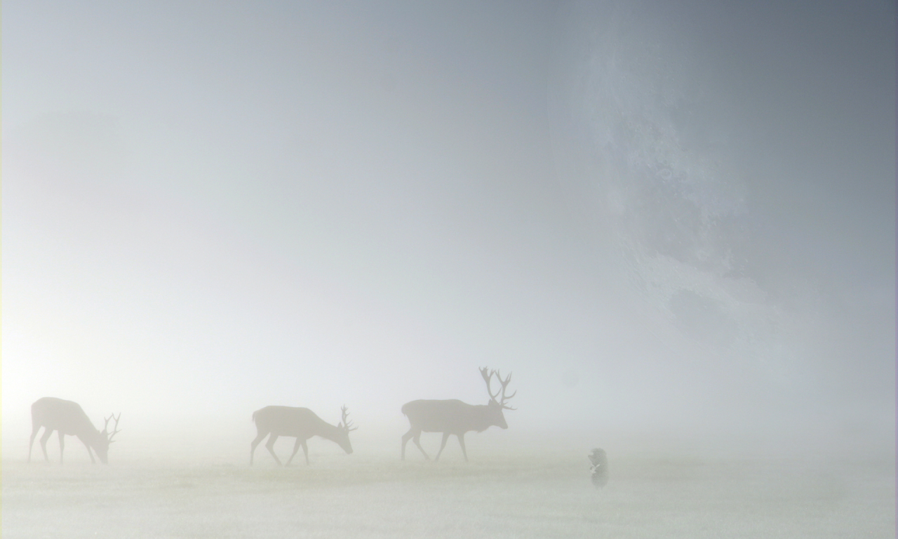 туман, олени, трава, ёжик в тумане, лоси, пейзажи, животные