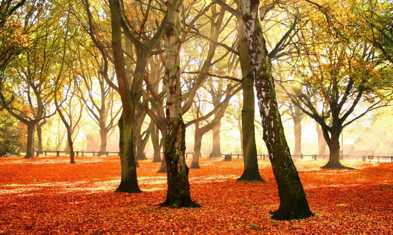 листья, autumn forest, красочный, деревья, осень, убор, багряный