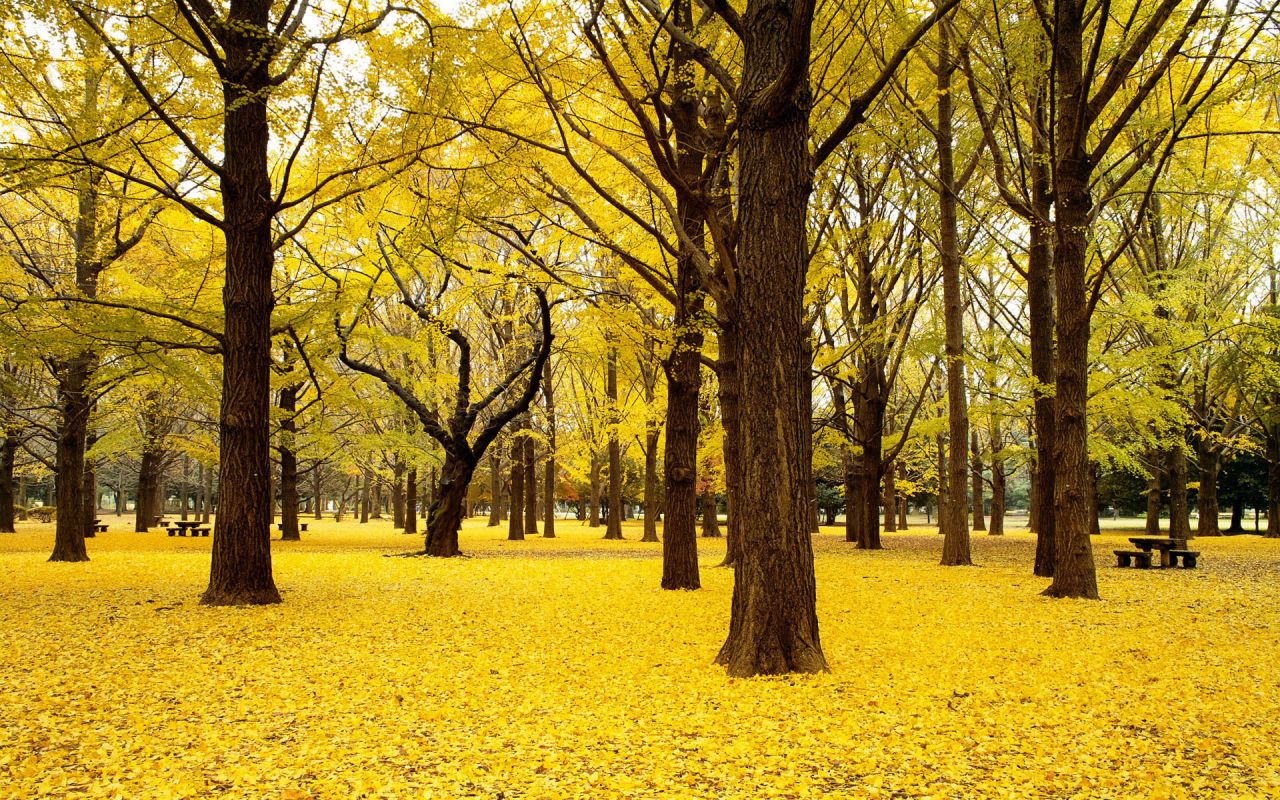 листья, желтый, парк, деревья, скамейки, осень