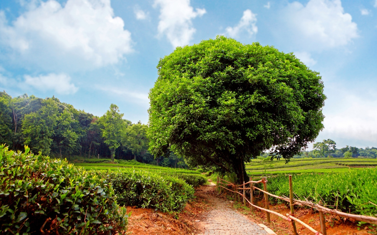 деревья, кустарники, tea plantation, sunshine day, плантация, чайная, дорожка