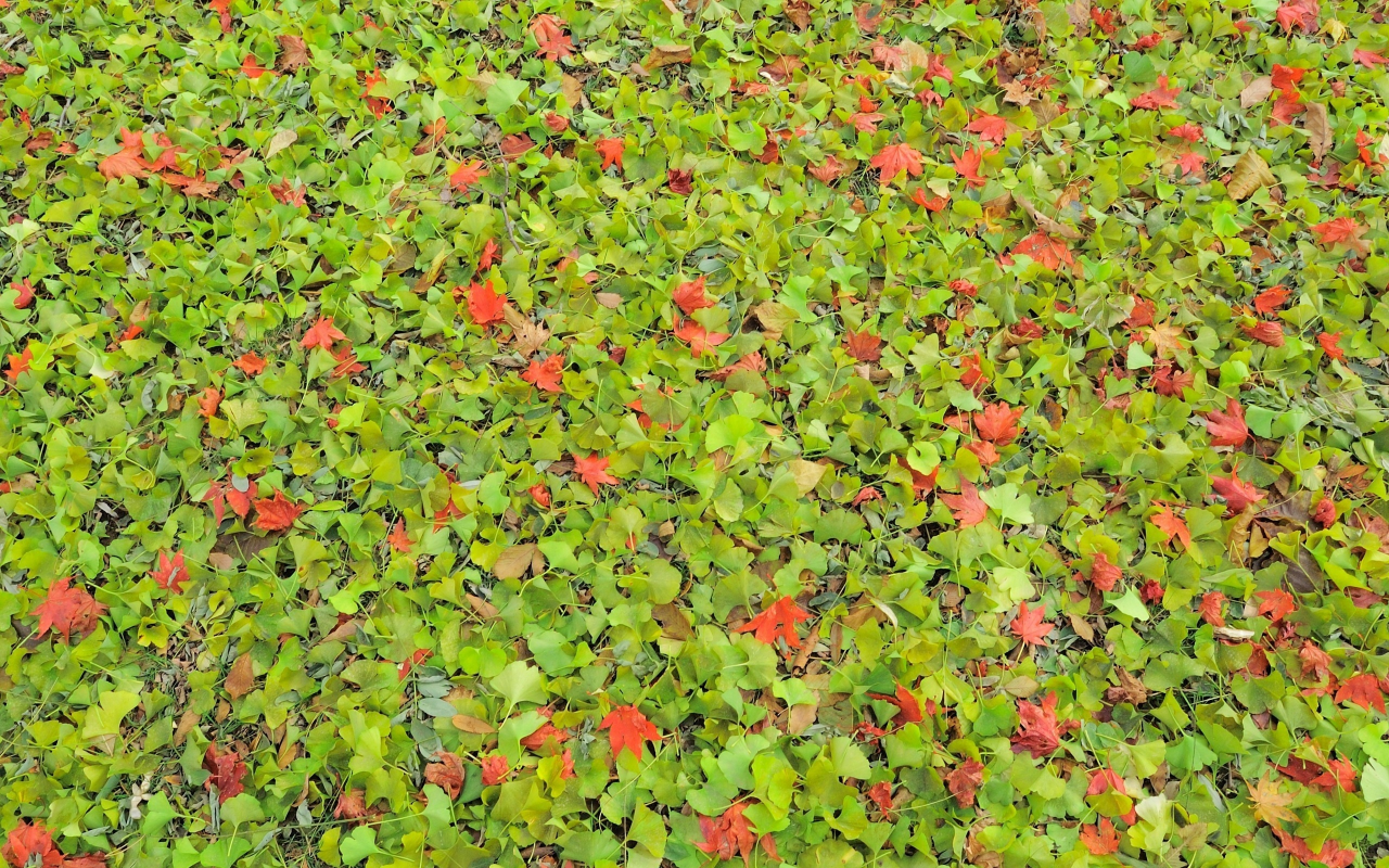 nakajima park, листва, текстура, природа, осень, листья