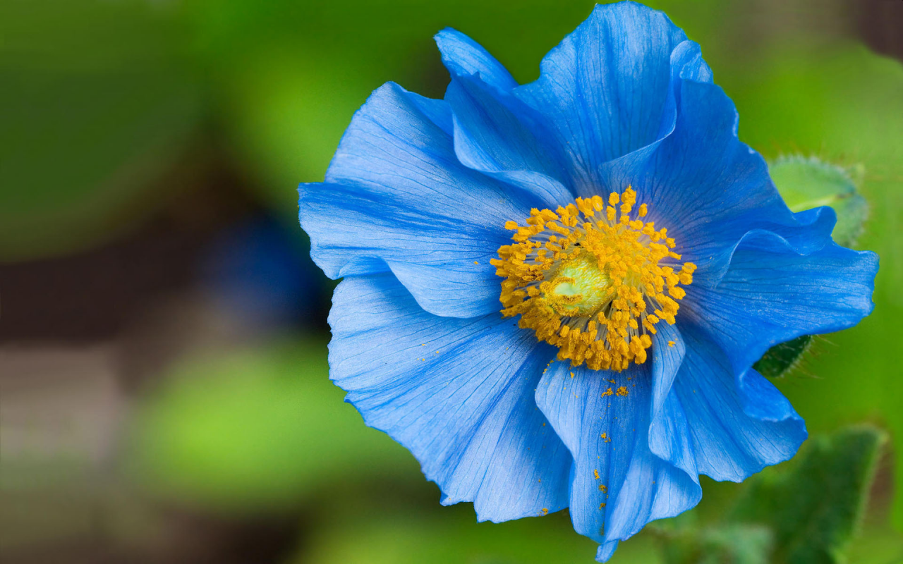 макро, синий, пыльца, цветок