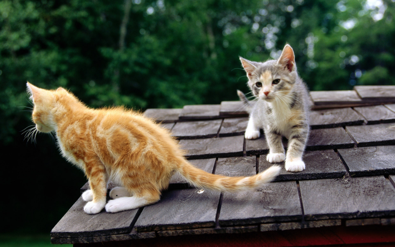 крыша, морда, рыжий, кошки