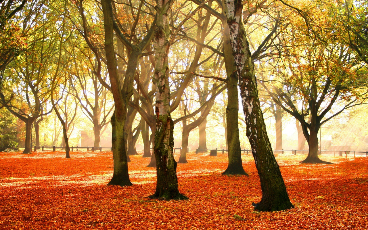 листья, autumn forest, красочный, деревья, осень, убор, багряный