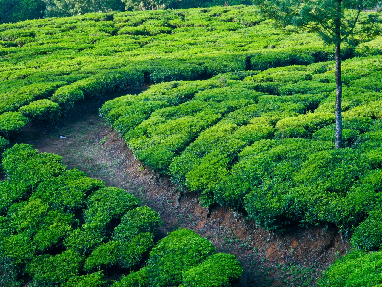 тропинка, чай, поля, дорожка, индия, чайные плантации
