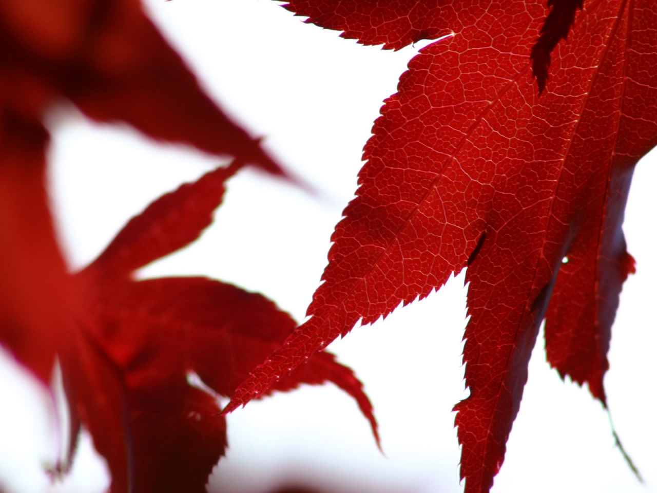 листва, макро, осень, листья, красный, белый, кленовый лист, фон