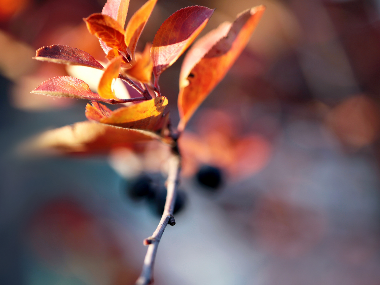 autumn blur, веточька, осень