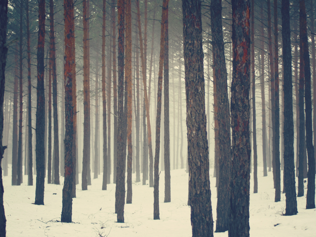 сосны, лес, бор, зима, снег