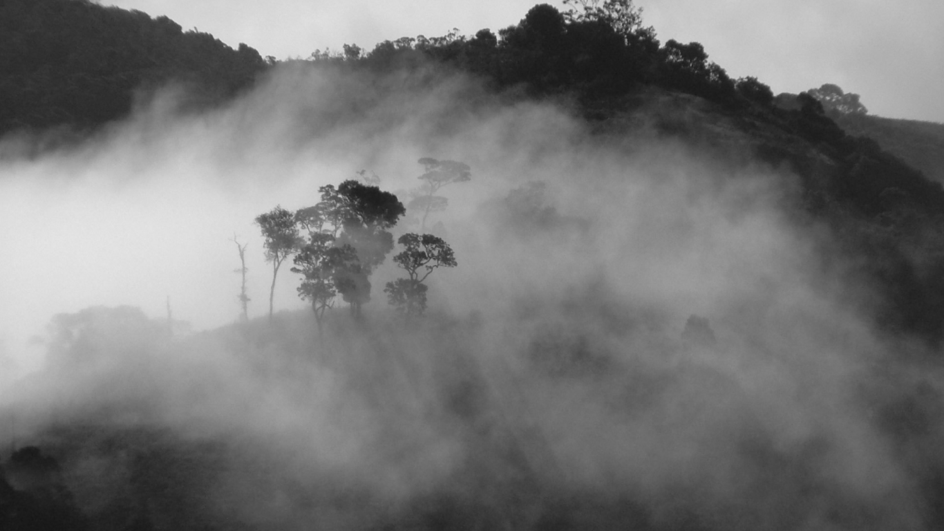 туман, природа, деревья