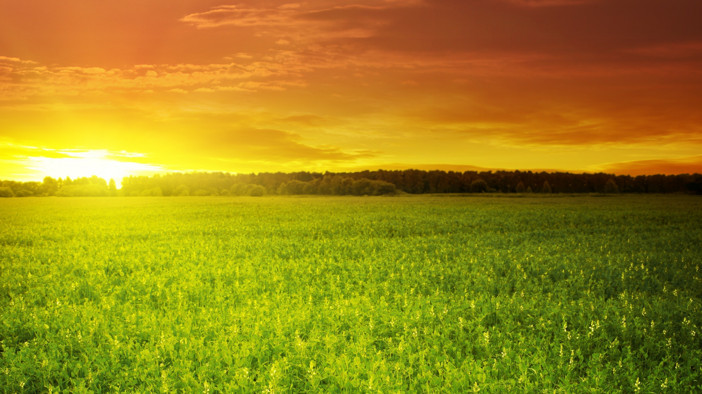 поле, green field, зелёное, красивый, солнце, облака, закат, небо