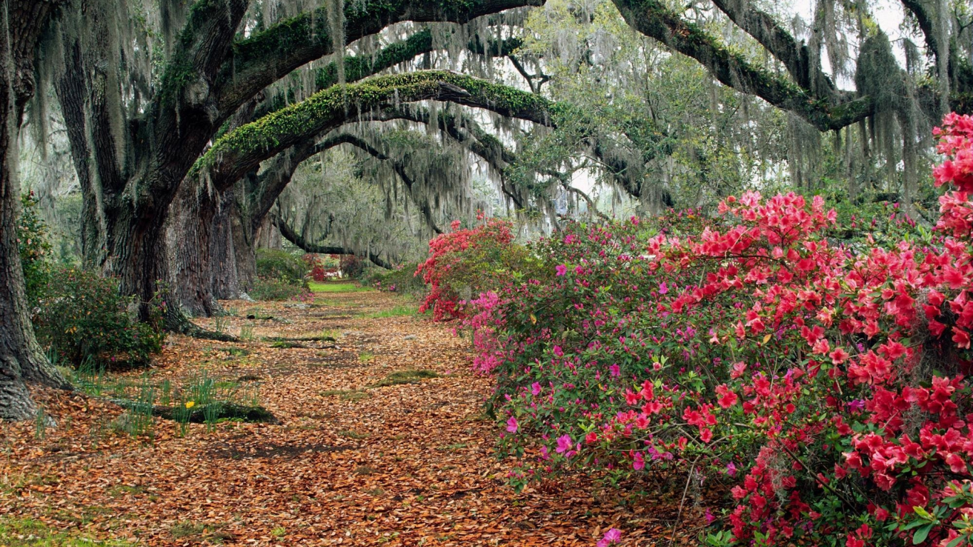 магнолии, magnolia, south carolina, листья, charleston