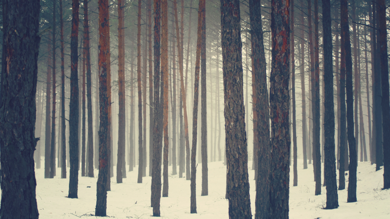 сосны, лес, бор, зима, снег