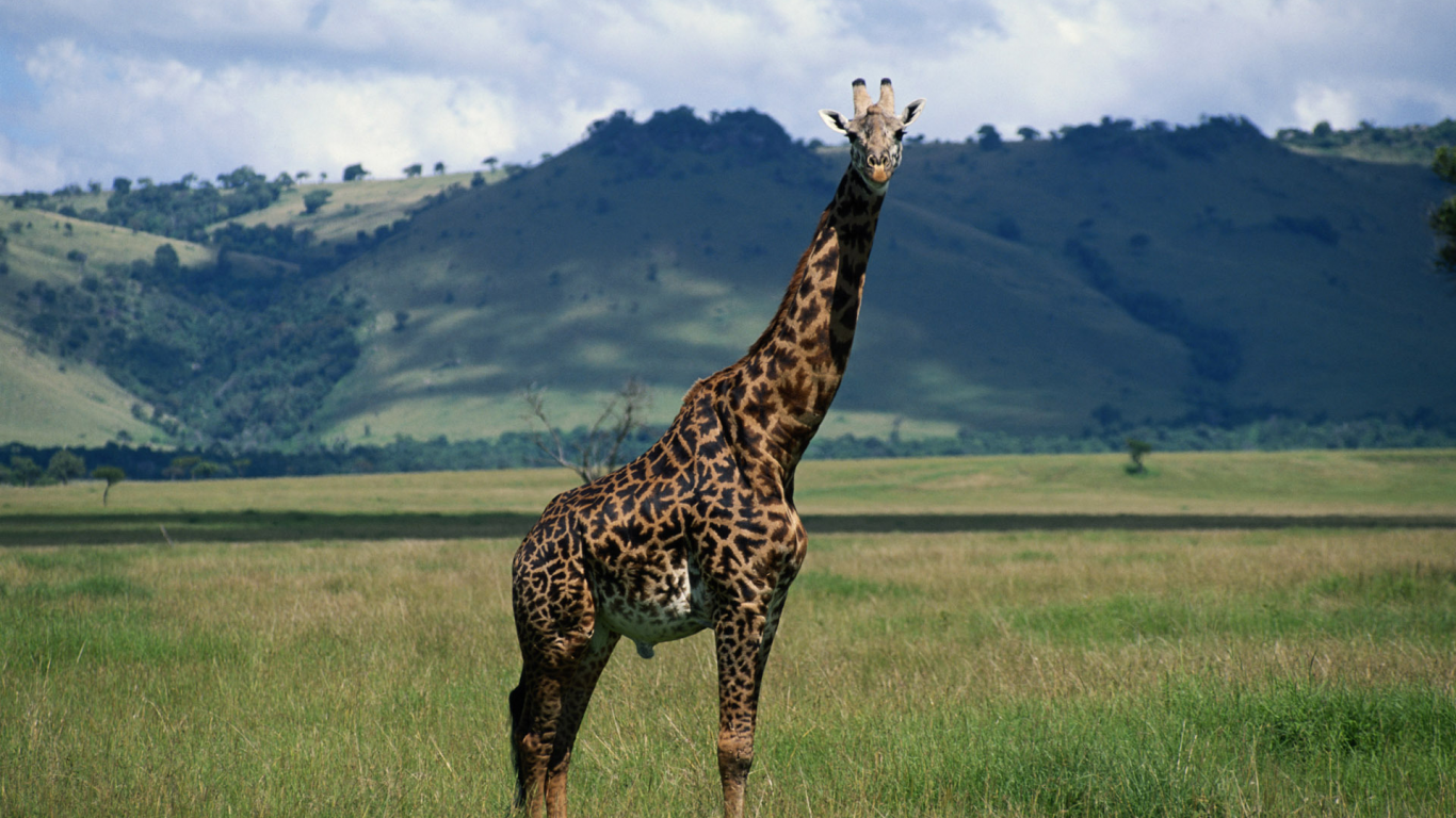 природа, жираф, шея, giraffe