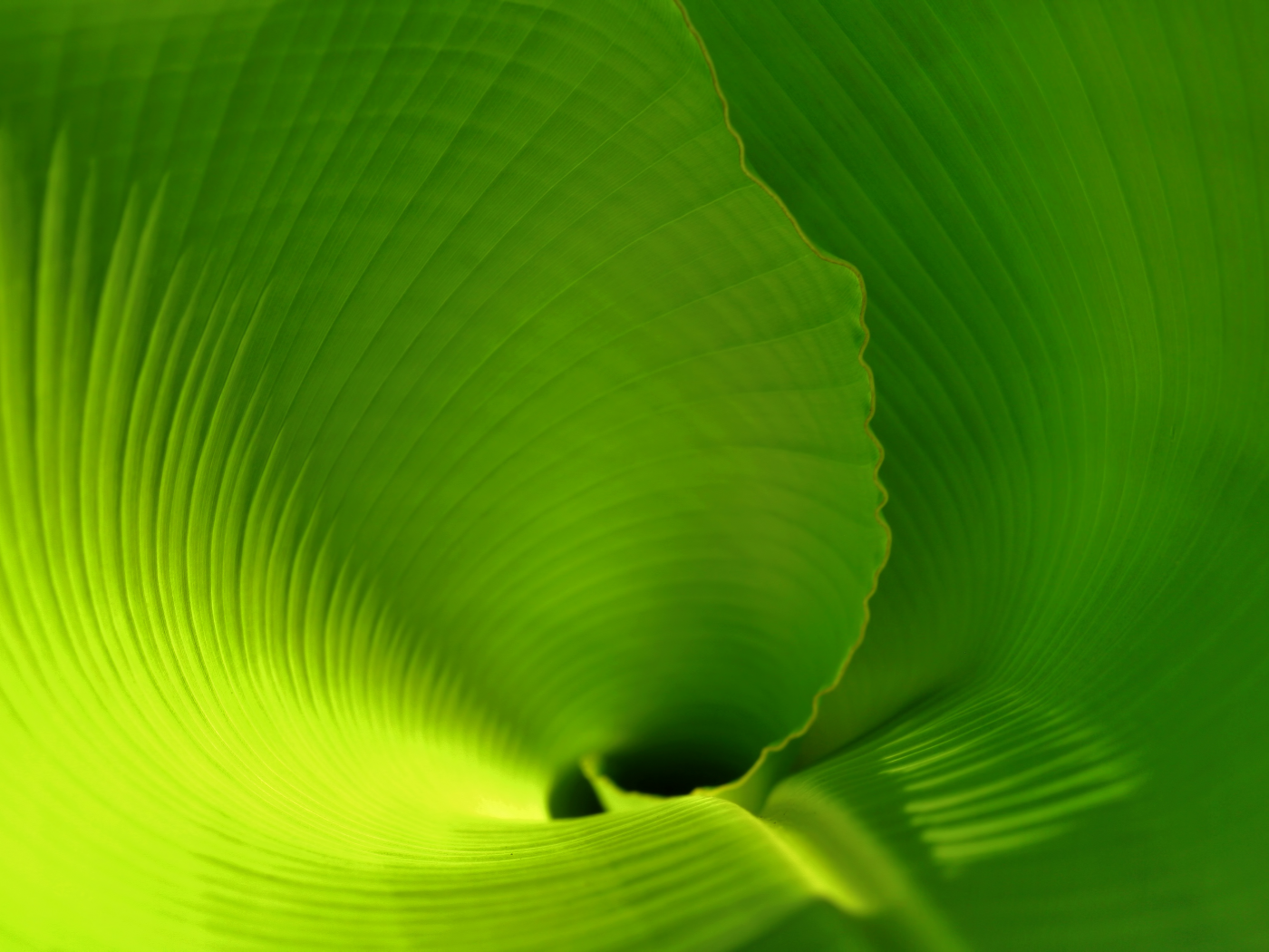 leaf, зеленый лист, тропики, пальмовый лист, скрученный лист, лист, лист банана, banana leaf
