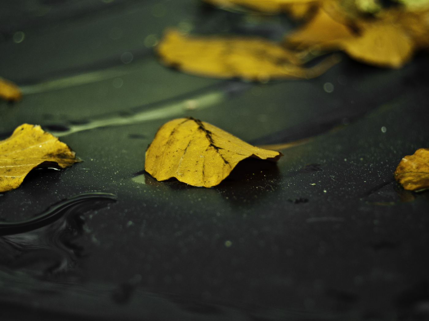 асфальт, мокрый, желтый, осень, лист, листья, дождь