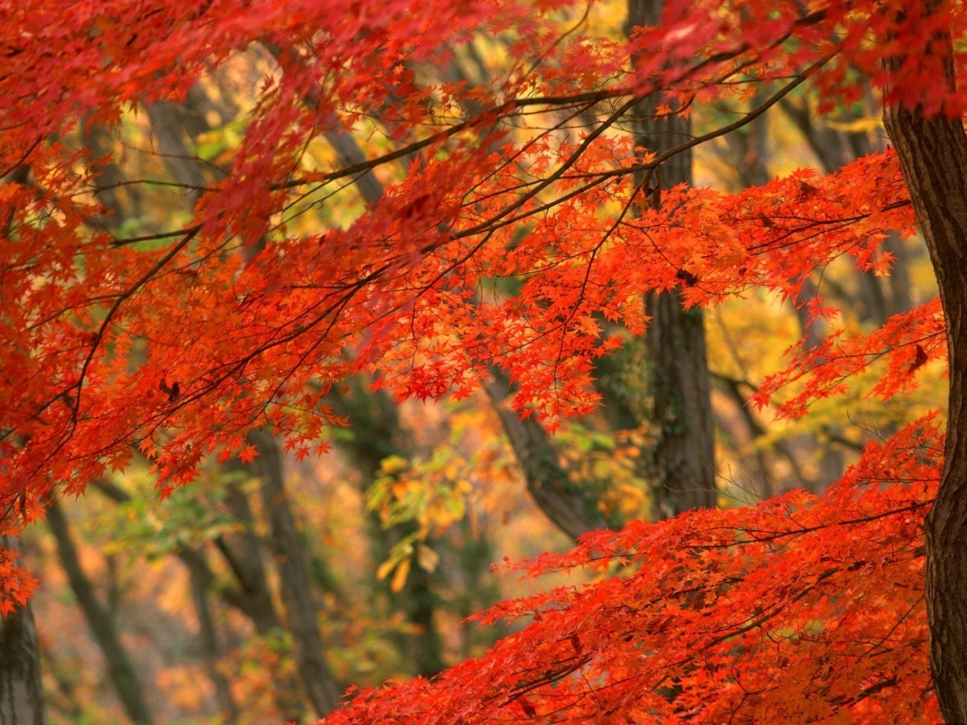 рыжие листья, лес, осень