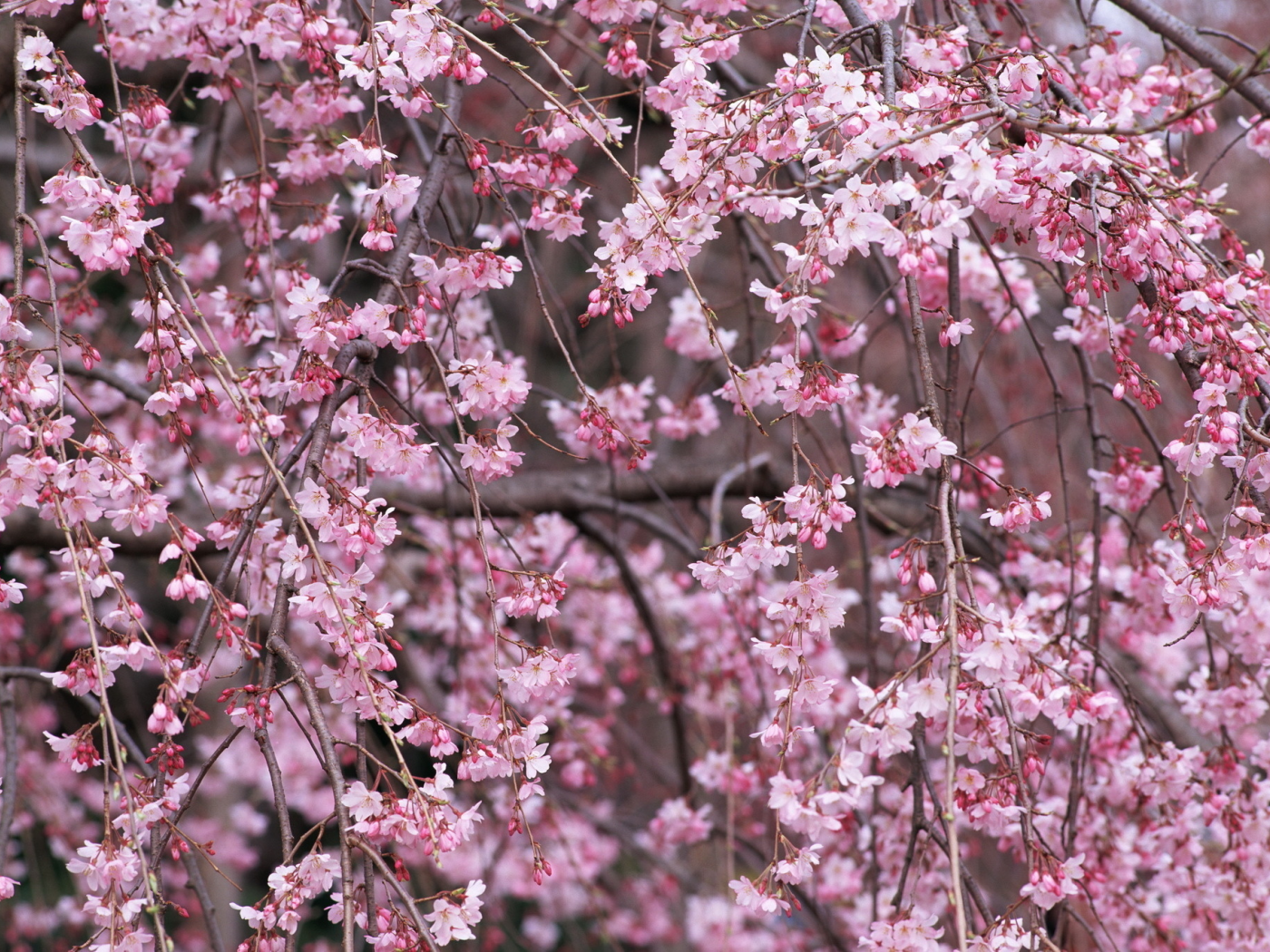 цветы, природа, дерево, весна, ветки, розовый, цветение, сакура, вишня, лепестки