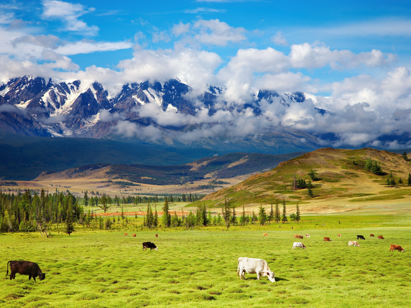 highlands, пастбище, green valley, крупнорогатый, пейзаж, долина, природа, животные, cattle, красота, скот, горы