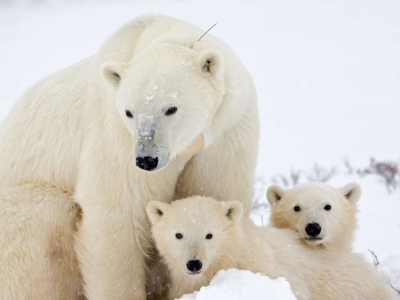 медведица, медвежата, снег, белая