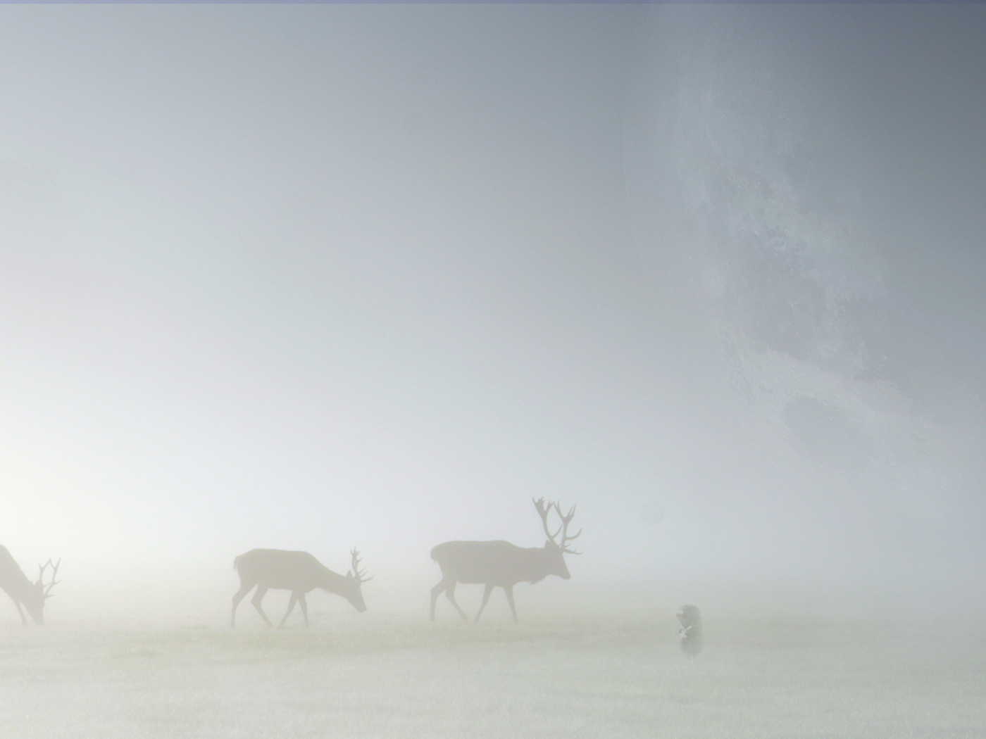туман, олени, трава, ёжик в тумане, лоси, пейзажи, животные