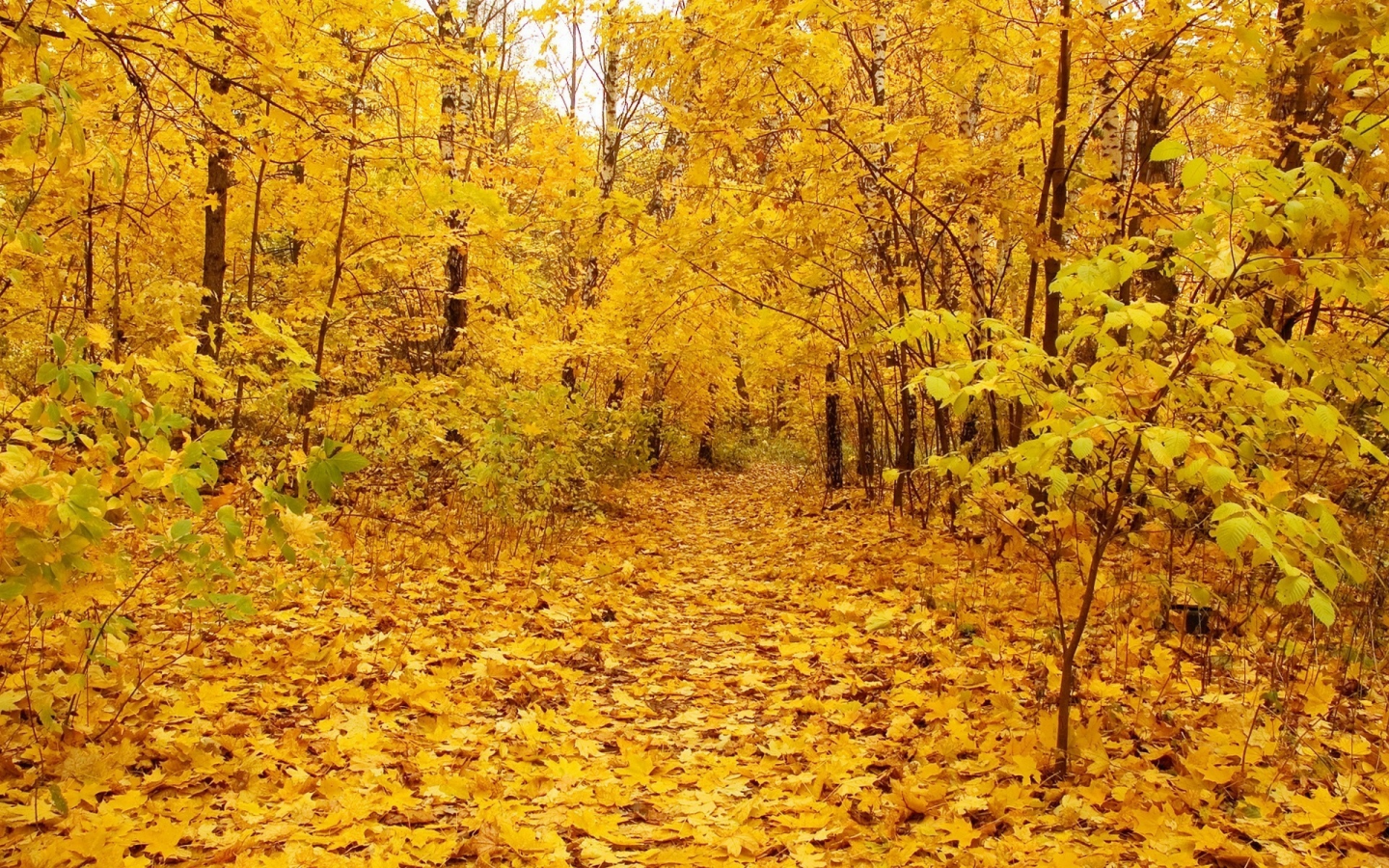 gold autumn, листья, деревья, nature, золотая осень