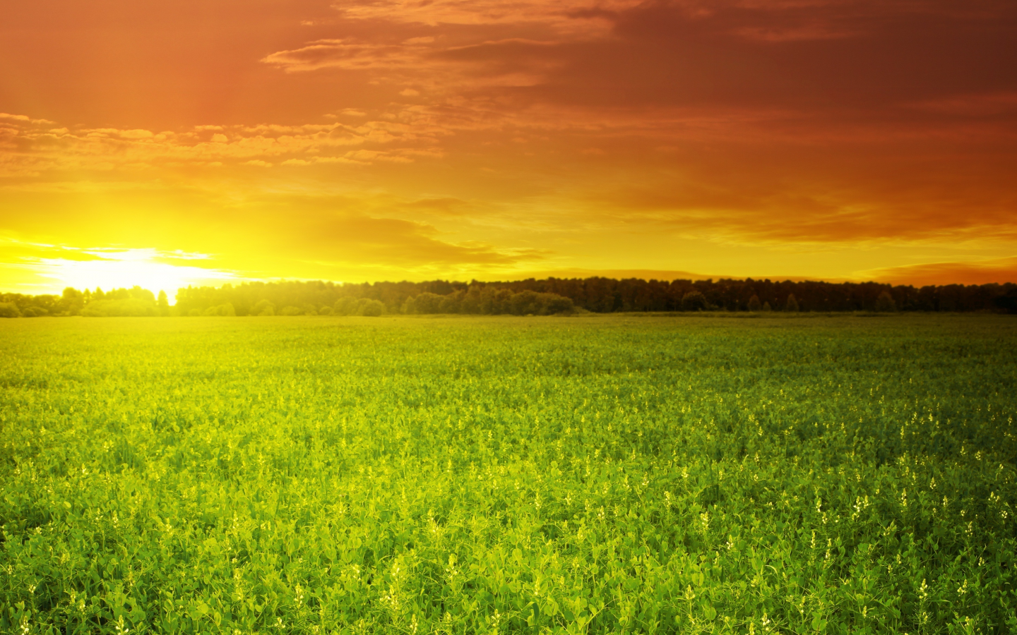 поле, green field, зелёное, красивый, солнце, облака, закат, небо