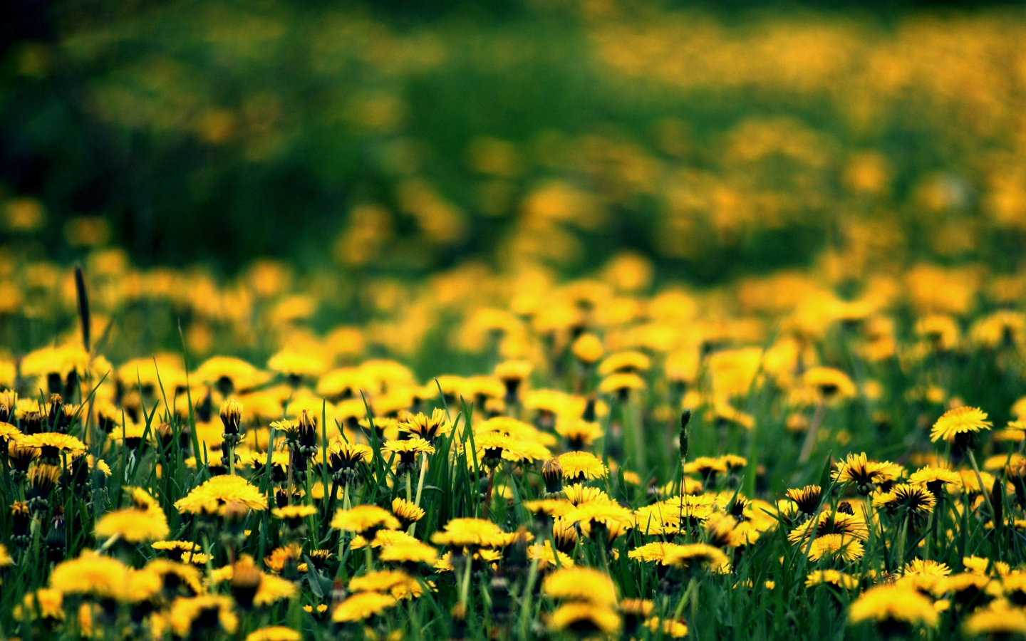 одуванчики, весна, spring, цветение, поляна, желтые, цветы