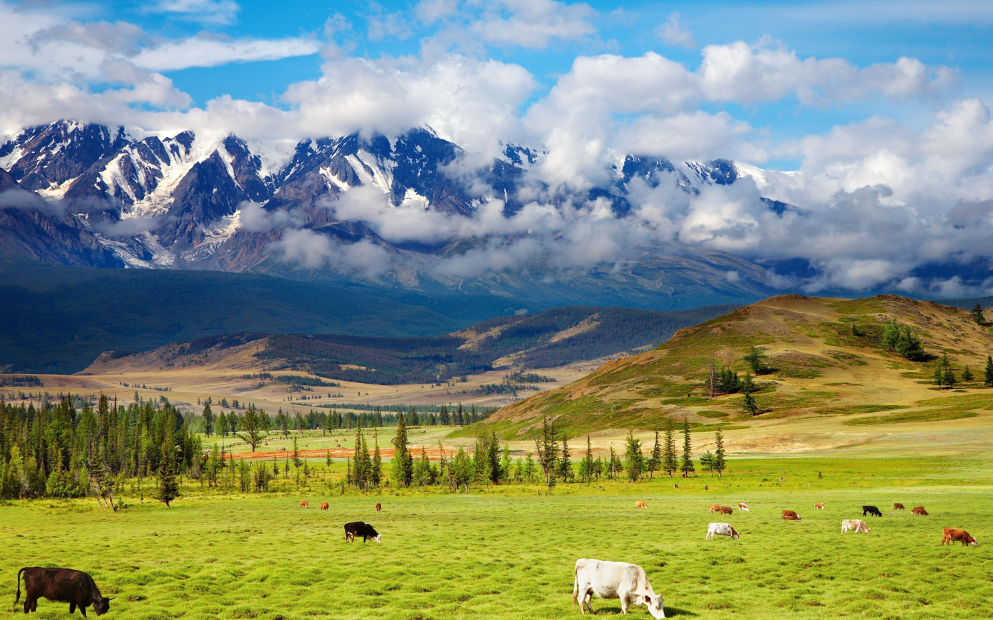 highlands, пастбище, green valley, крупнорогатый, пейзаж, долина, природа, животные, cattle, красота, скот, горы