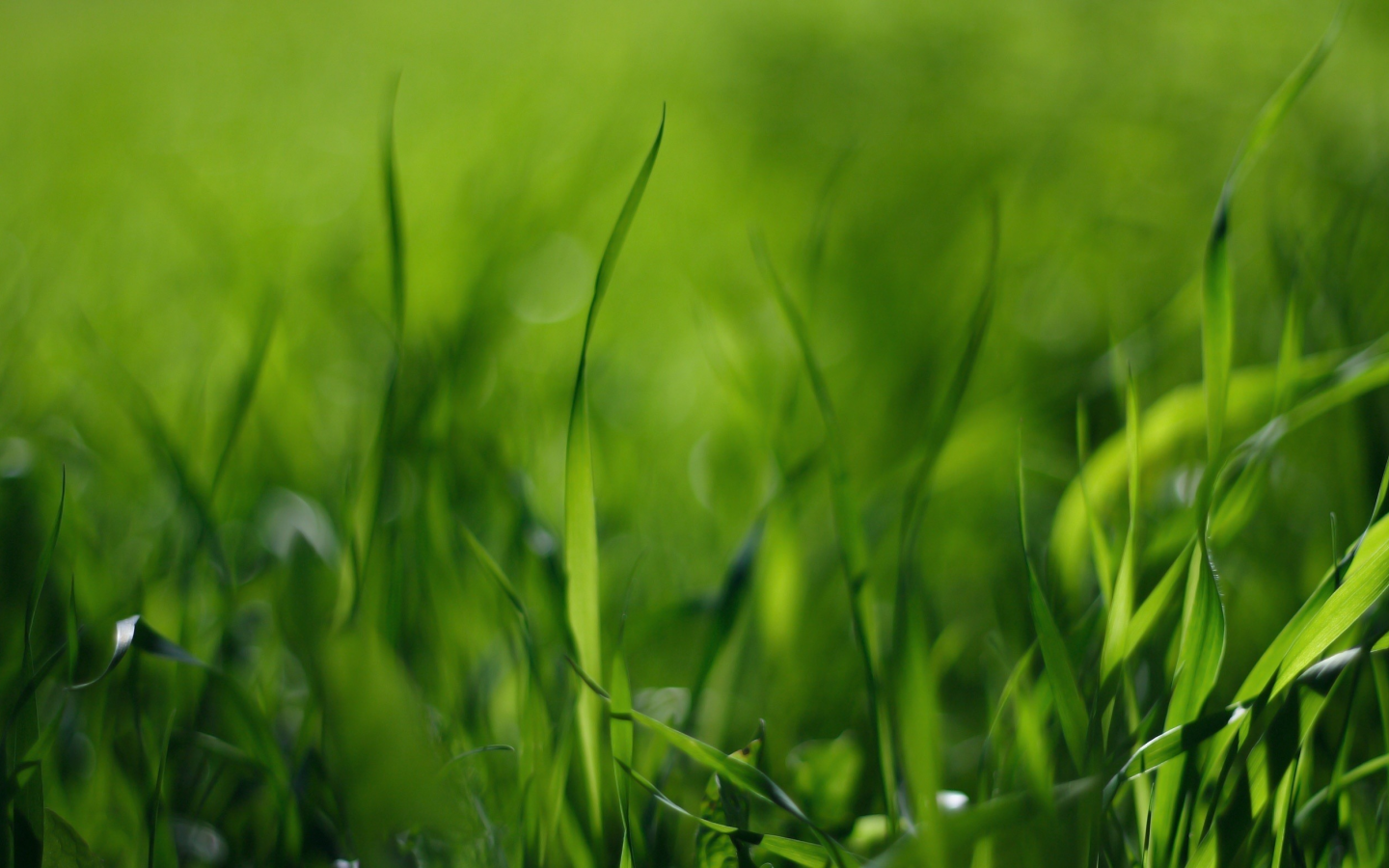 зелёный, макро обои, стебельки, поле, трава, фото