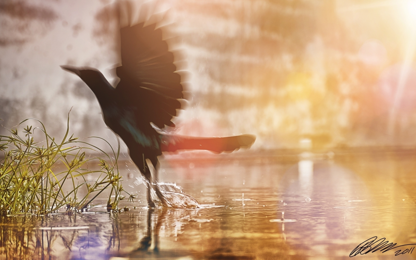 вода, трава, bird, птичка, солнце, крылья, брызги