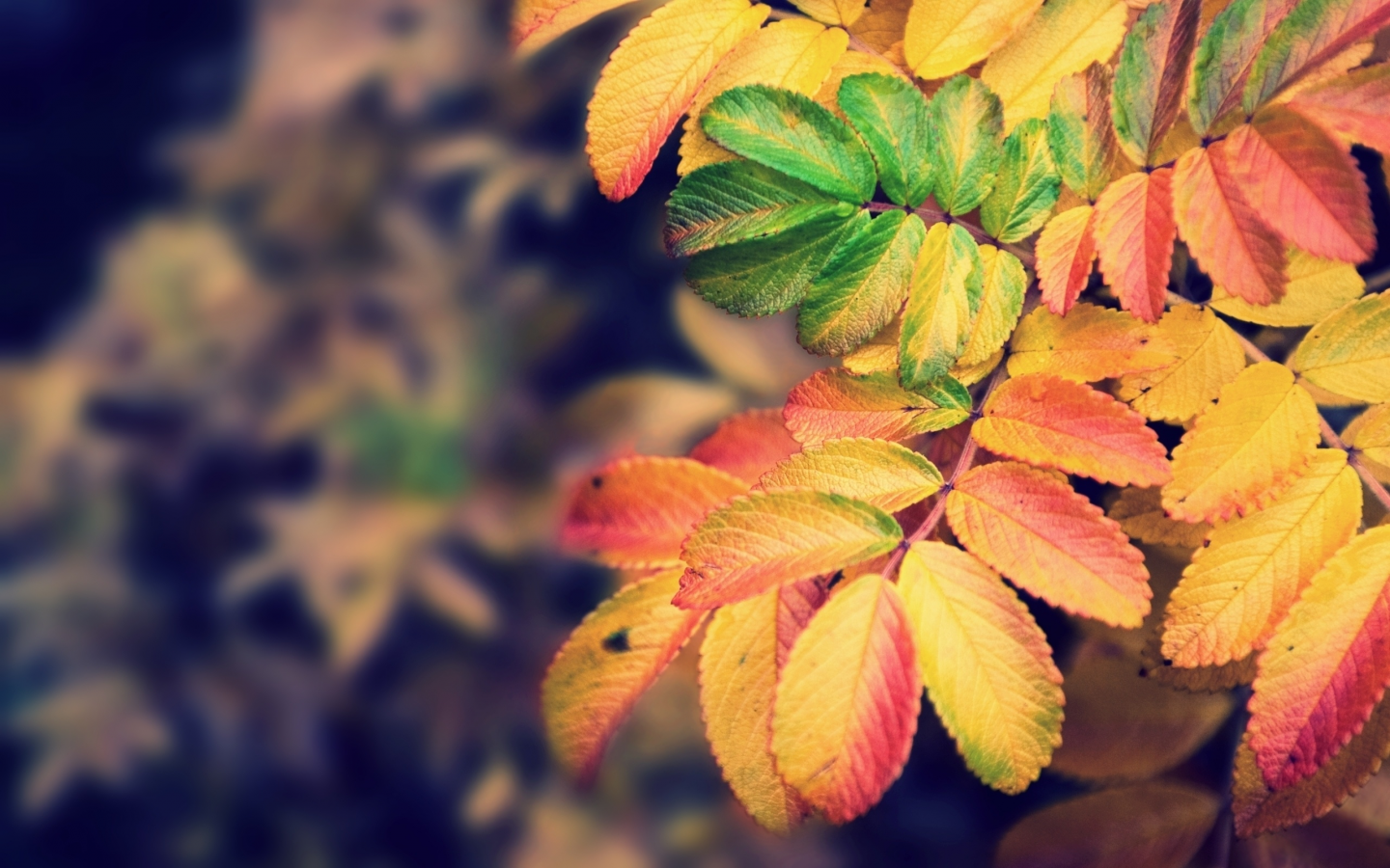 nature, autumn, осень, краски, focus, 2560x1600, colors, природа, листья, leaves, фокус