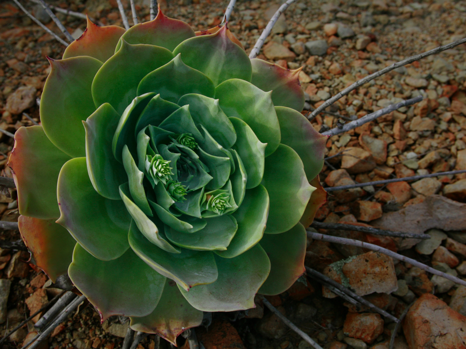 green, камни, flower, цветок, ветки, stones, галька, макро, зелёный, hd wallpapers