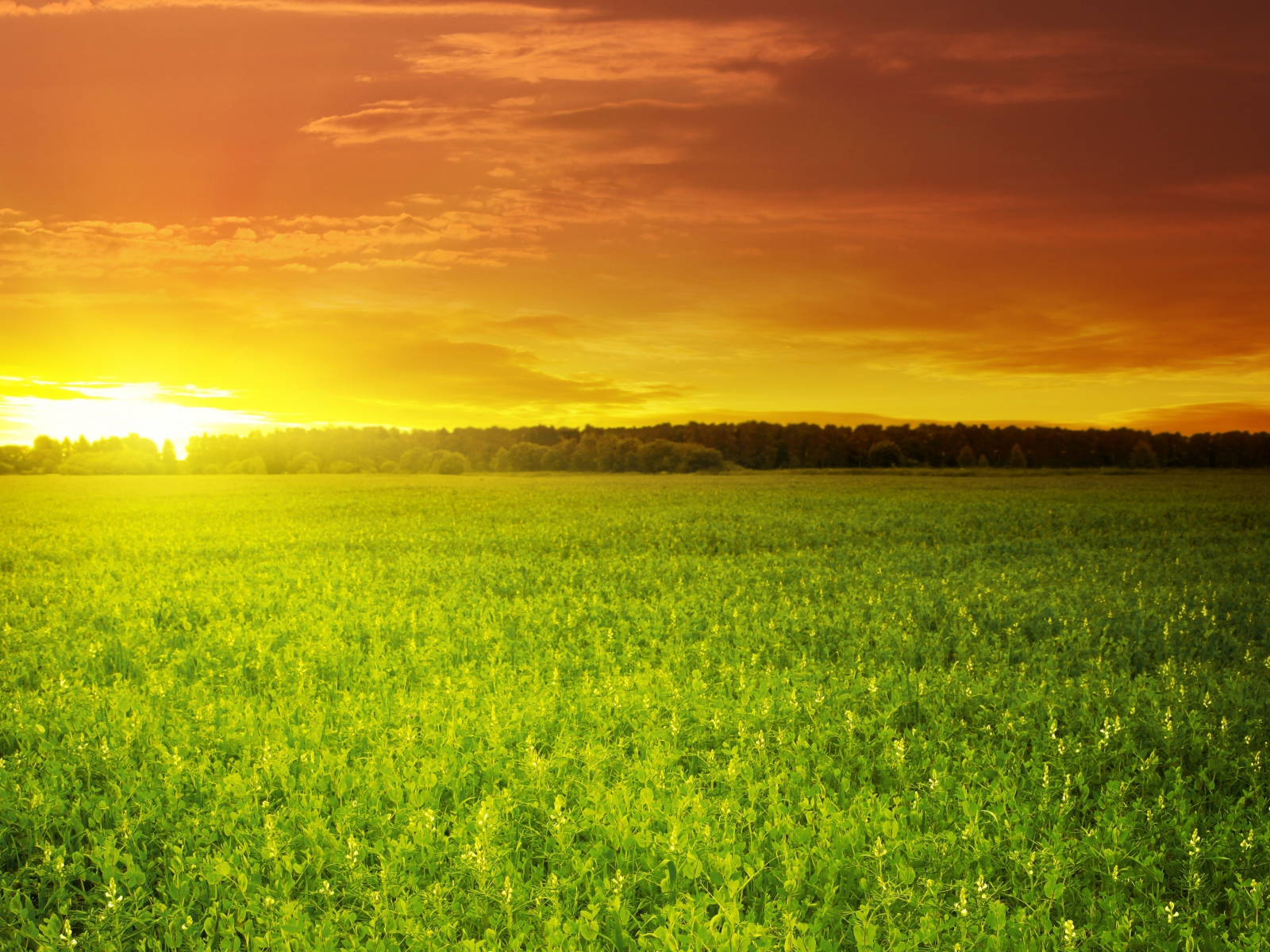 поле, green field, зелёное, красивый, солнце, облака, закат, небо