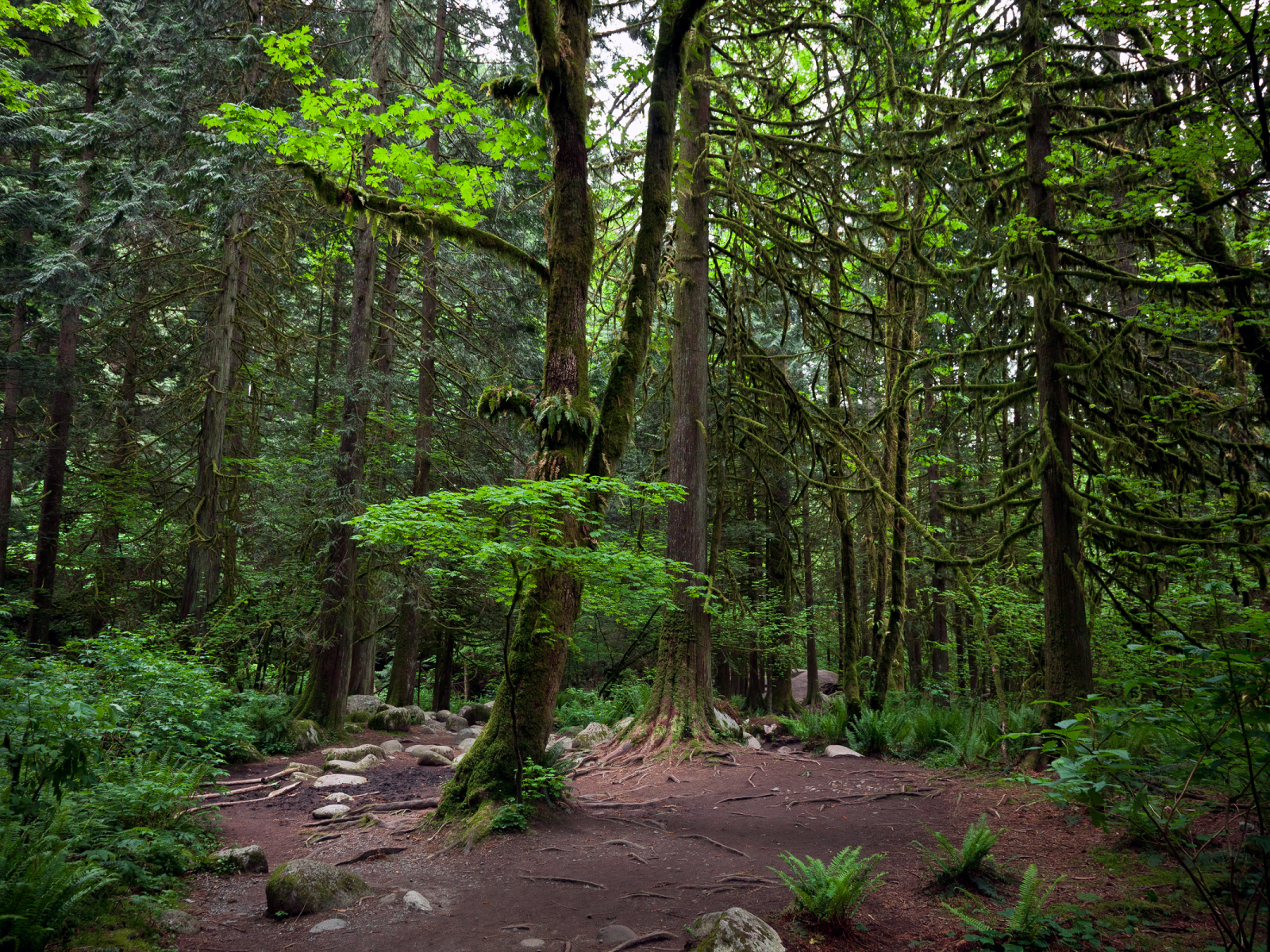 деревья, линн каньон, ванкувер, лес, vancouver, lynn canyon