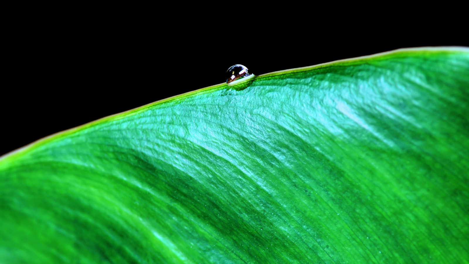 2560x1600, свет, фокус, природа, капля воды, макро, focus, macro, water drop, light, leaf, nature, лист