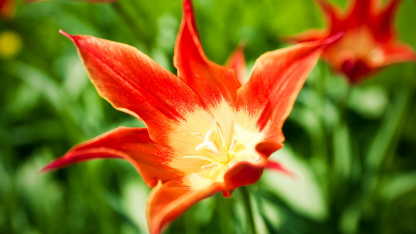 тюльпан, tulip, яркий, tulips, тюльпаны, цветок, цветы, красный, весна