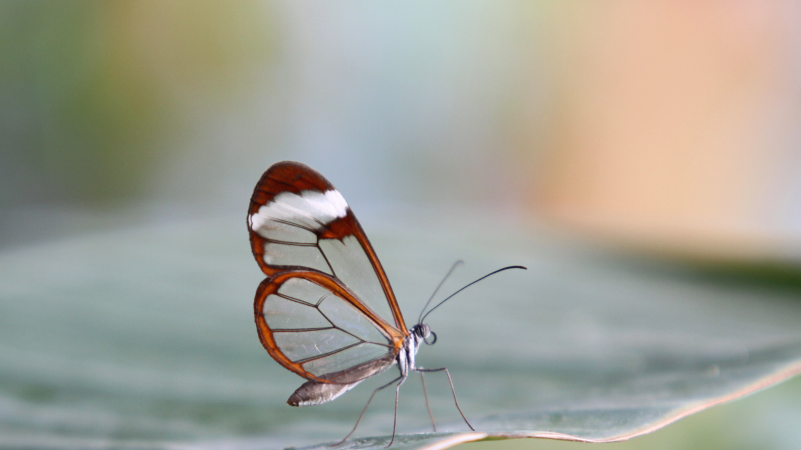 бабочка, прозрачность, метелик