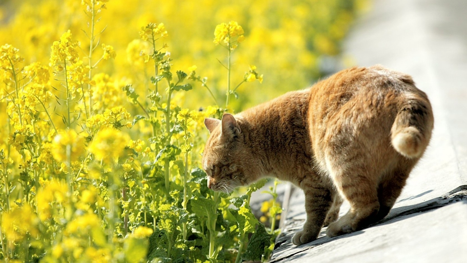 желтые, обочина, дорога, кот, рыжий, природа, кошка, цветы