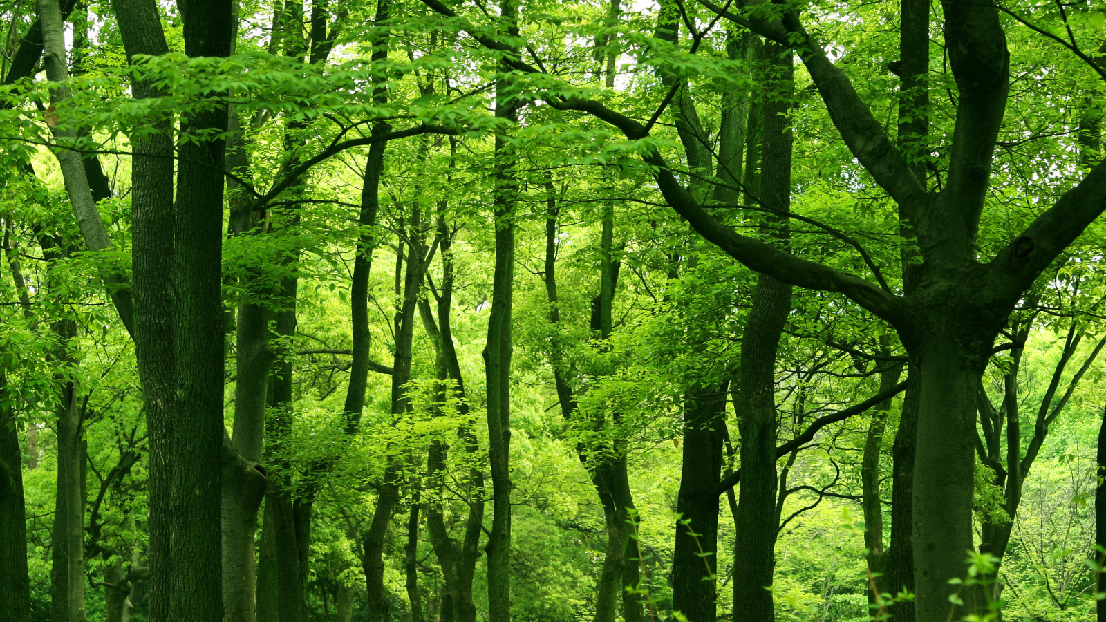 листья, листва, зелень, деревья, леса, растения, дерево, природа, зелёный