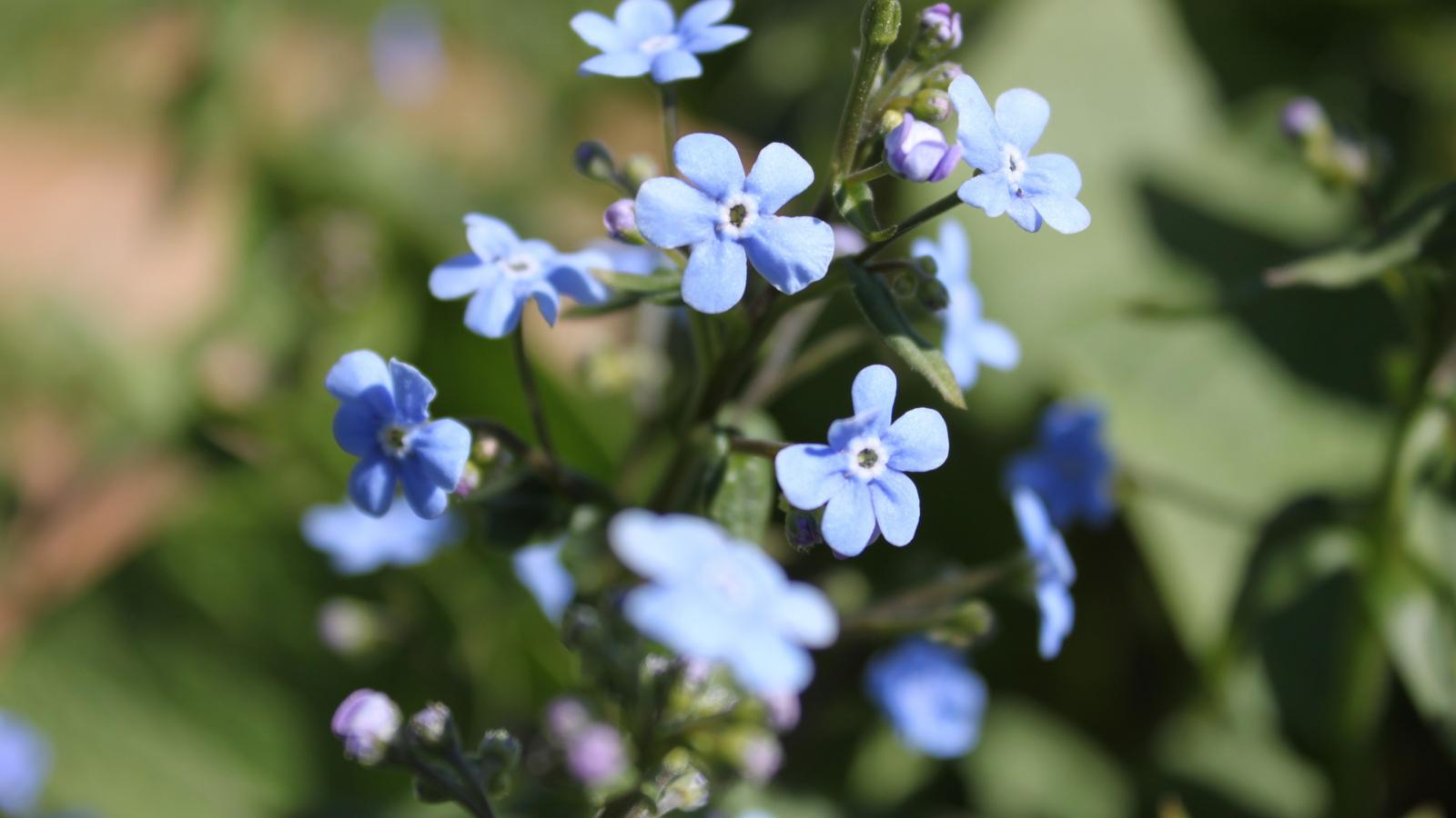 голубой цветок, синий фон, макро, весна, цветы