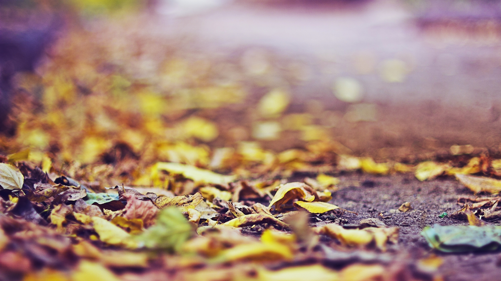 осень, листья, асфальт