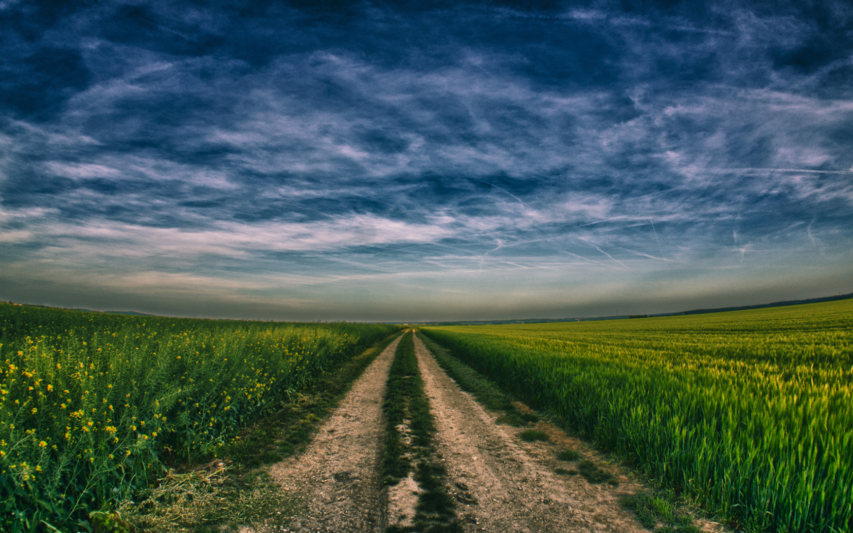 поле, небо, пшеница, сурепка, урожай, дорога